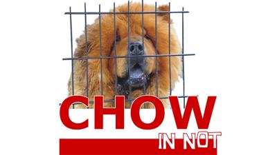 Chow in Not
